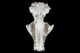 Oreodont (Merycoidodon) Partial Skull - Wyoming #113029-7